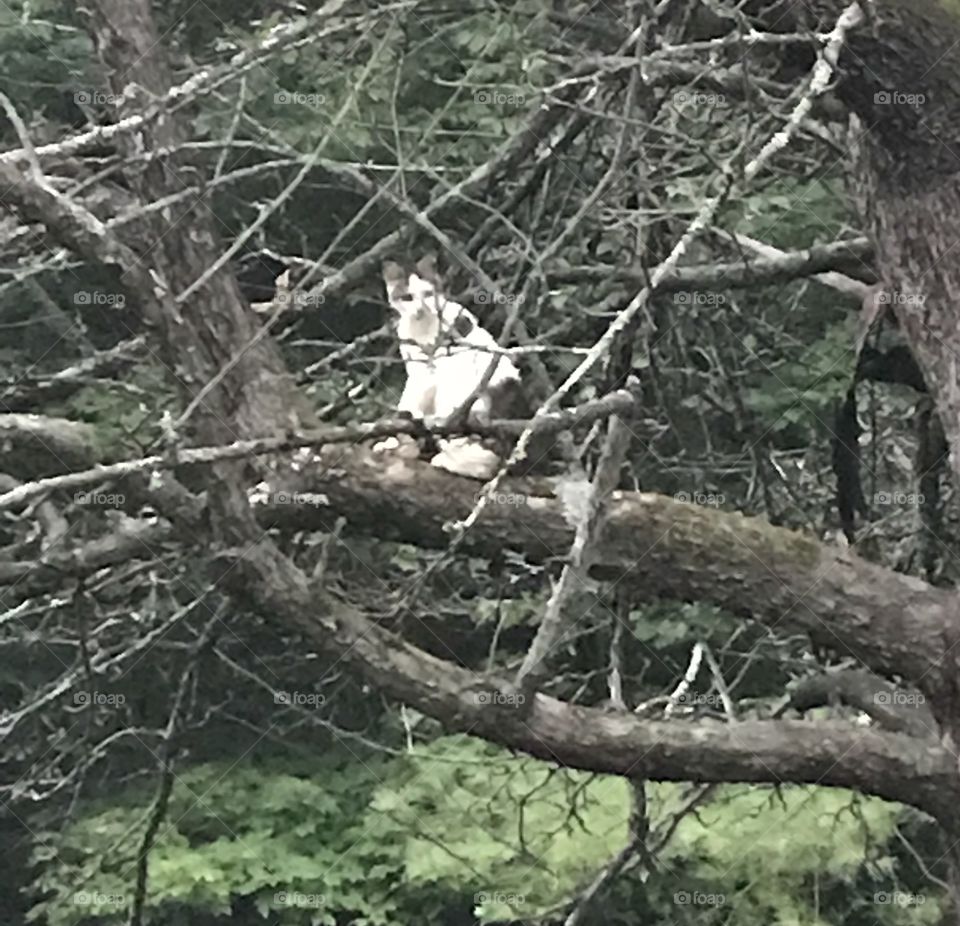 Cat in Tree