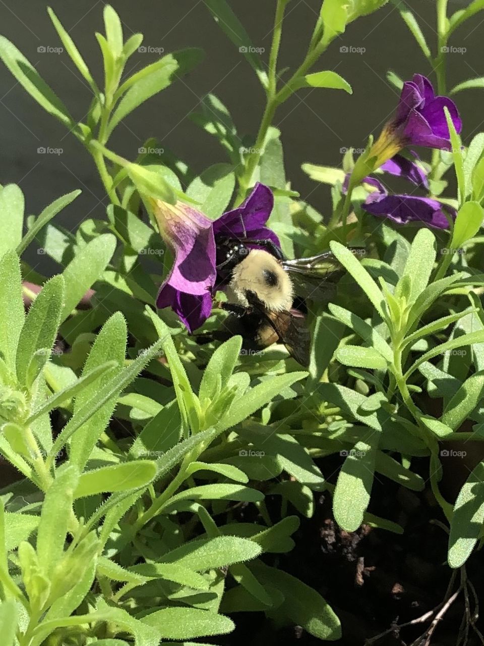 Backyard bumblebee pollinating petunia flower on sunny summer afternoon beautiful honey bee nature wildlife bugs weather leaves foliage gardening container garden patio plants 