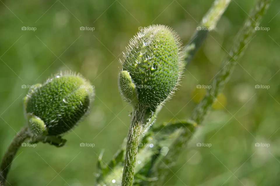 green bud