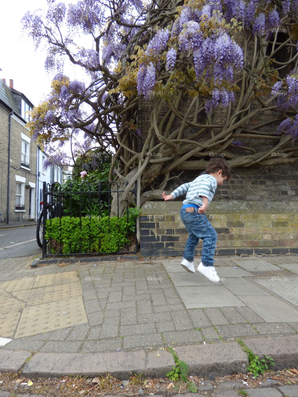 little boy playfully jumping in the air in joy wisteria tree is blossomed at the back wonderful spring time