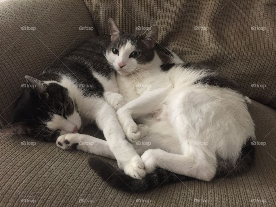 Cats cuddling 