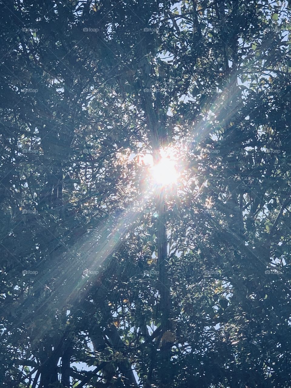 Sunlight through the tree