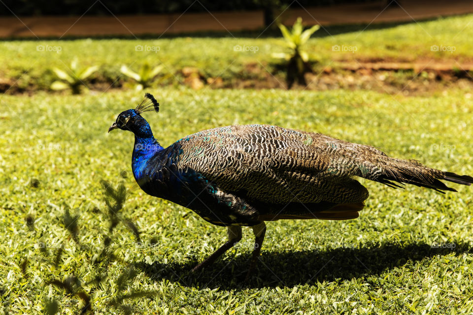 Beautiful Peacock Bird