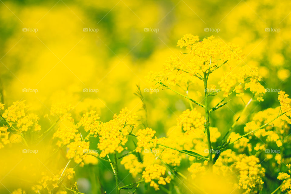 Spring yellow flowers