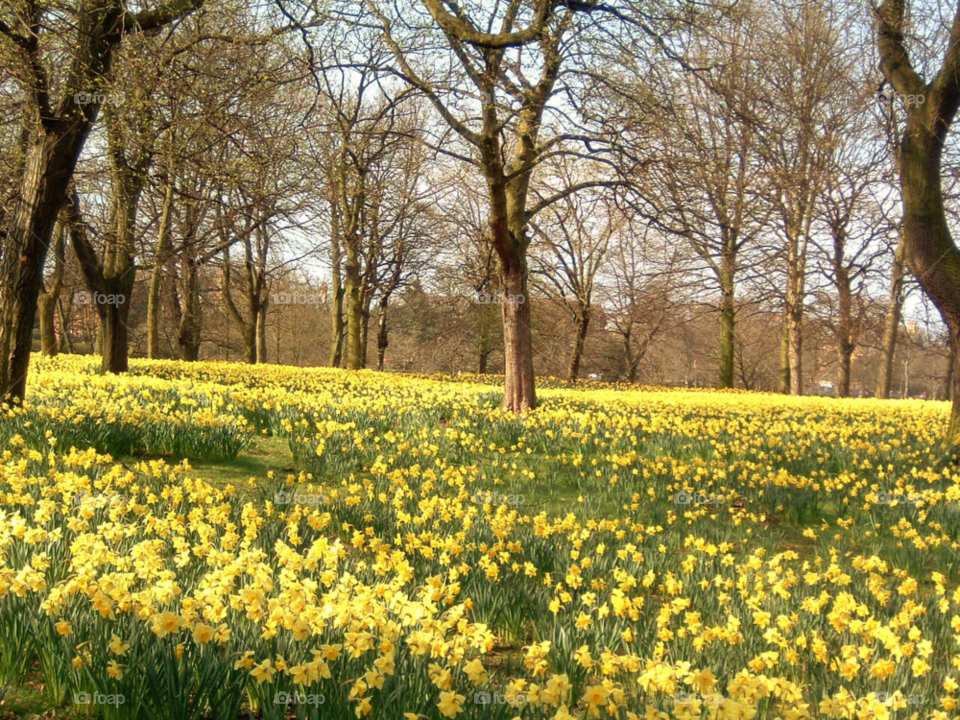 spring yellow trees daffodil by jeanello