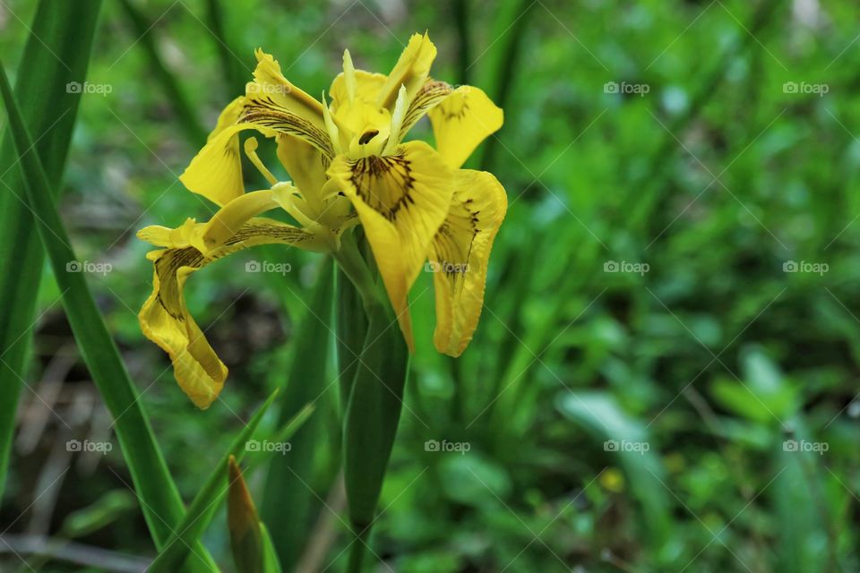 Iris