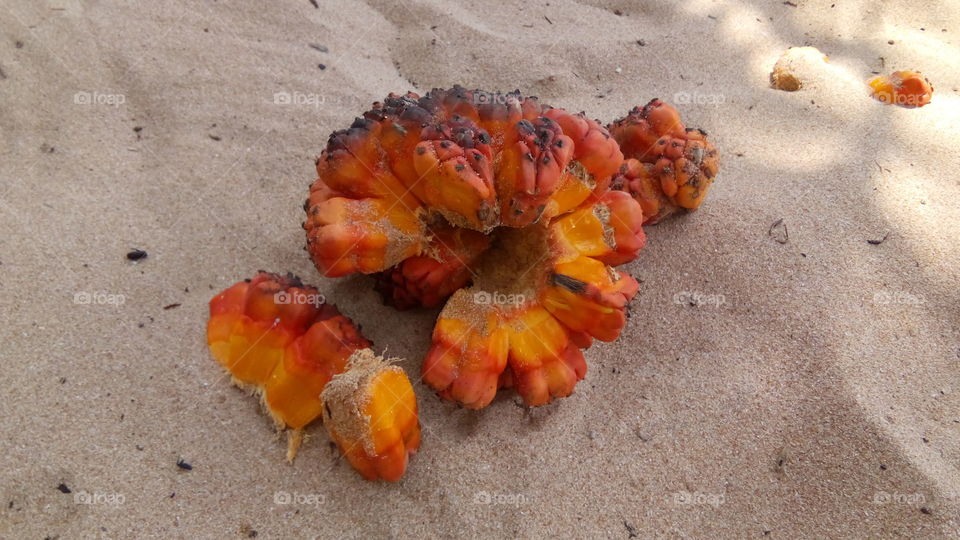 Big orange tropical fruit on the sand. Orange pandanus.