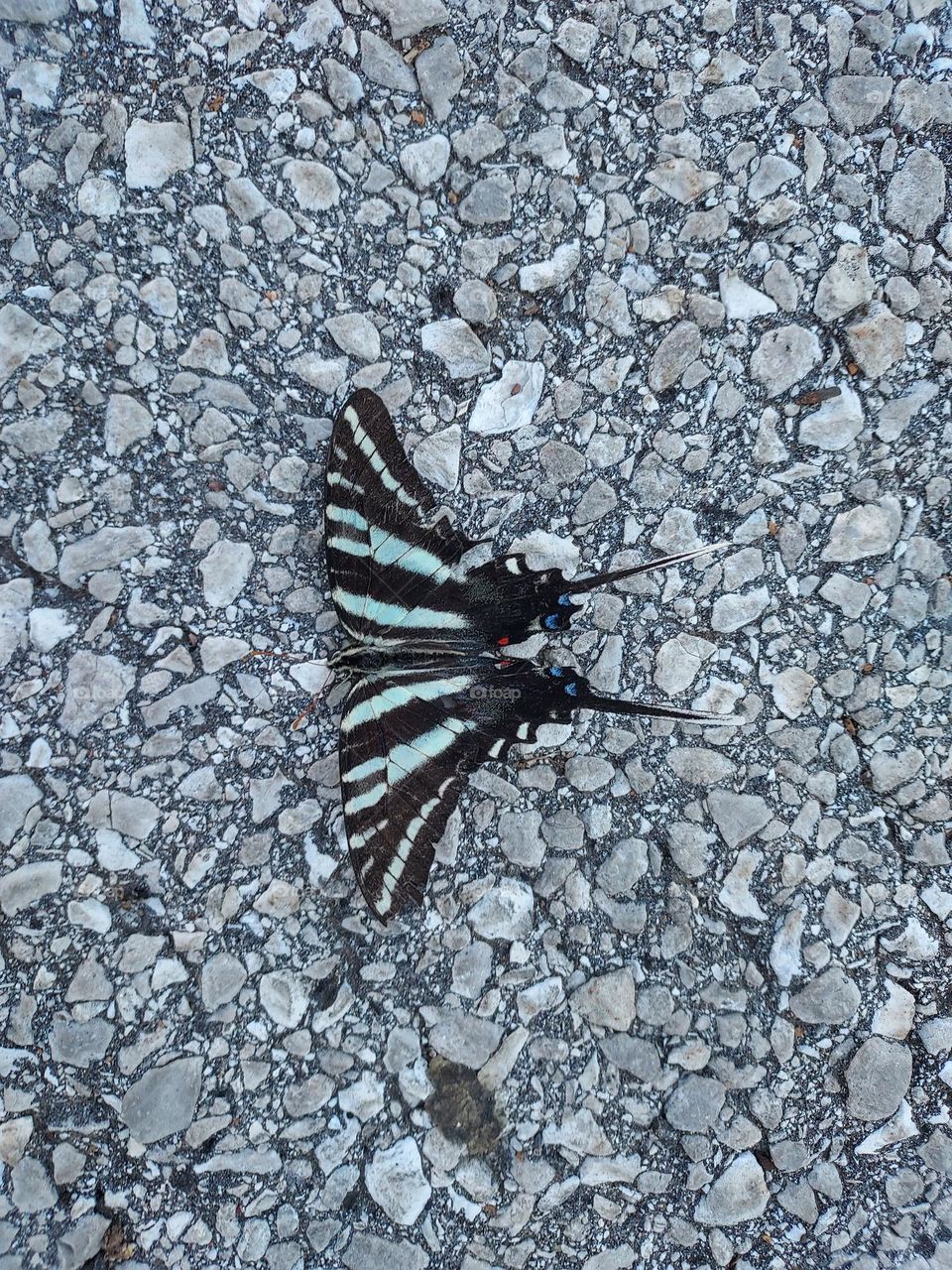 soaking up some heat from the pavement wondering where to fly off to on this hot summer day.