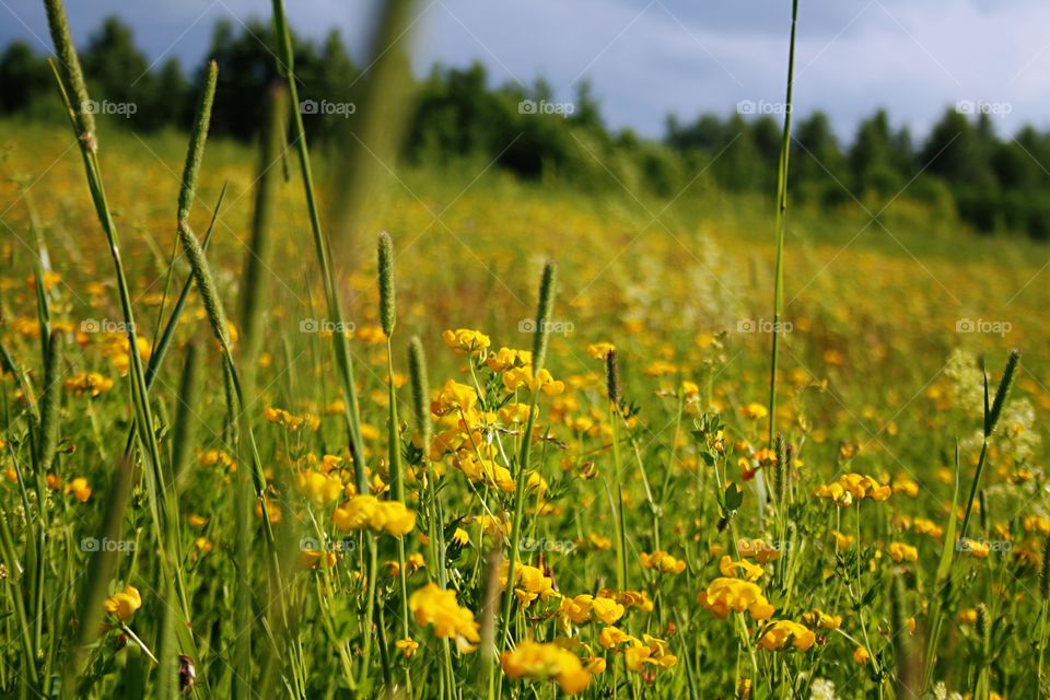 Flowers