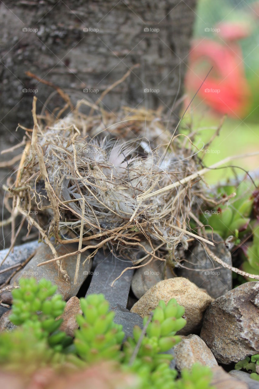nest