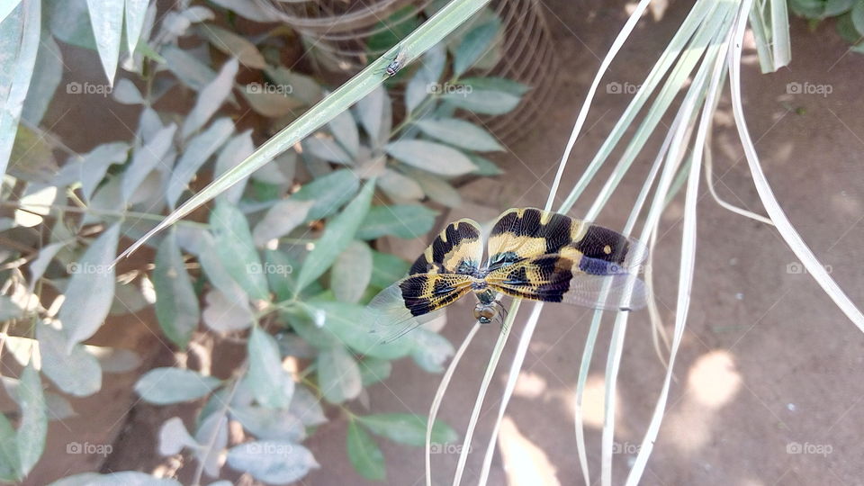 dragon fly on dry leafs close up