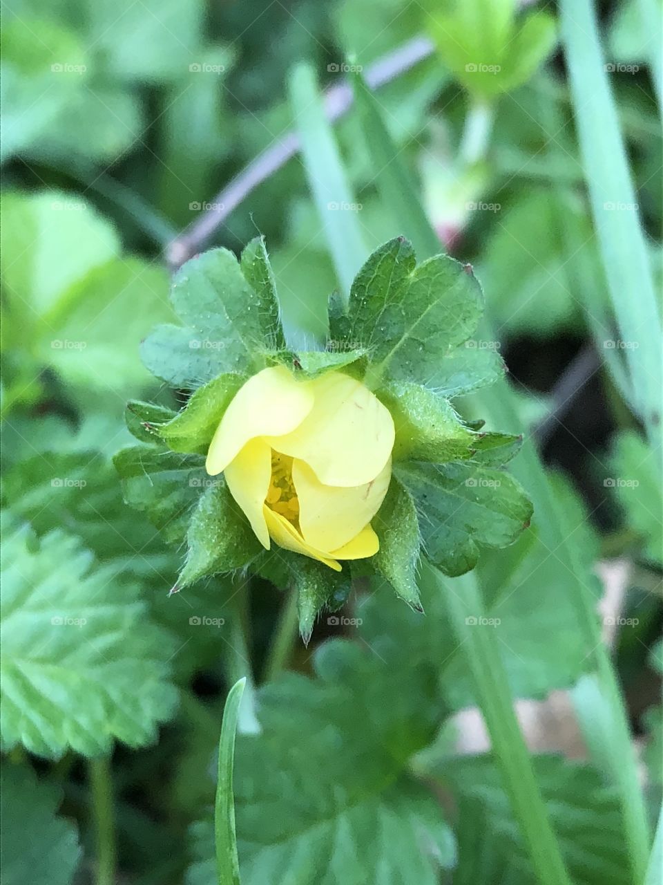 Yellow Indian strawberry (Duschesnea indica) bloom closed at the start of the day. 