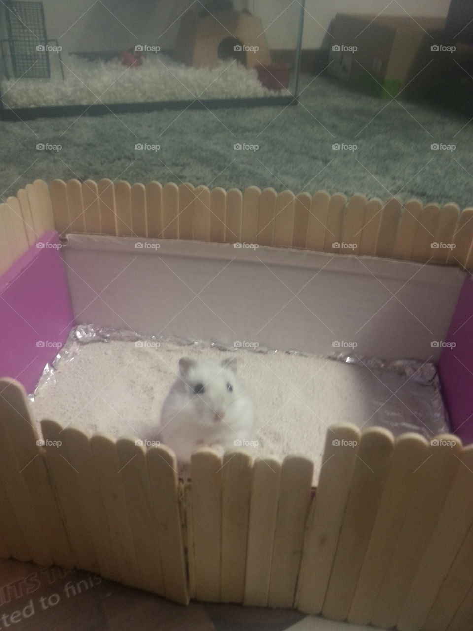 Hamster in Japanese Bath House