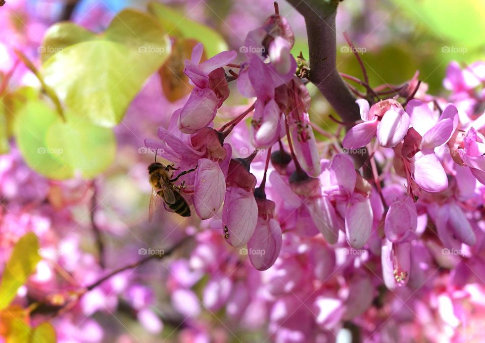 Birds & Bees - Nature in Motion