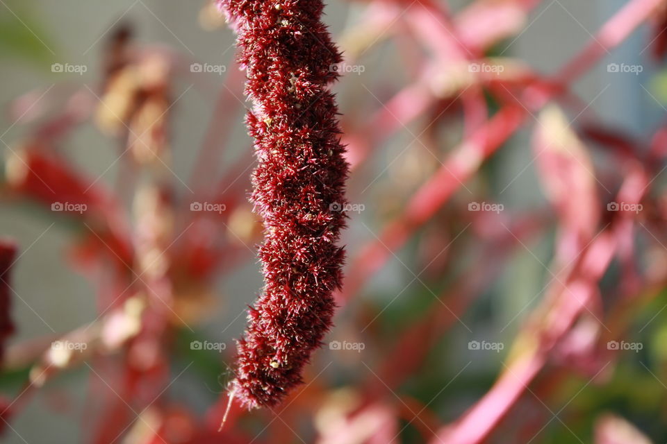 Red Amaranth Flower