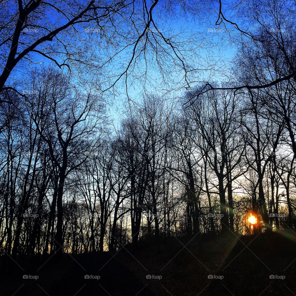 Back into the woods this morning for a long run. 