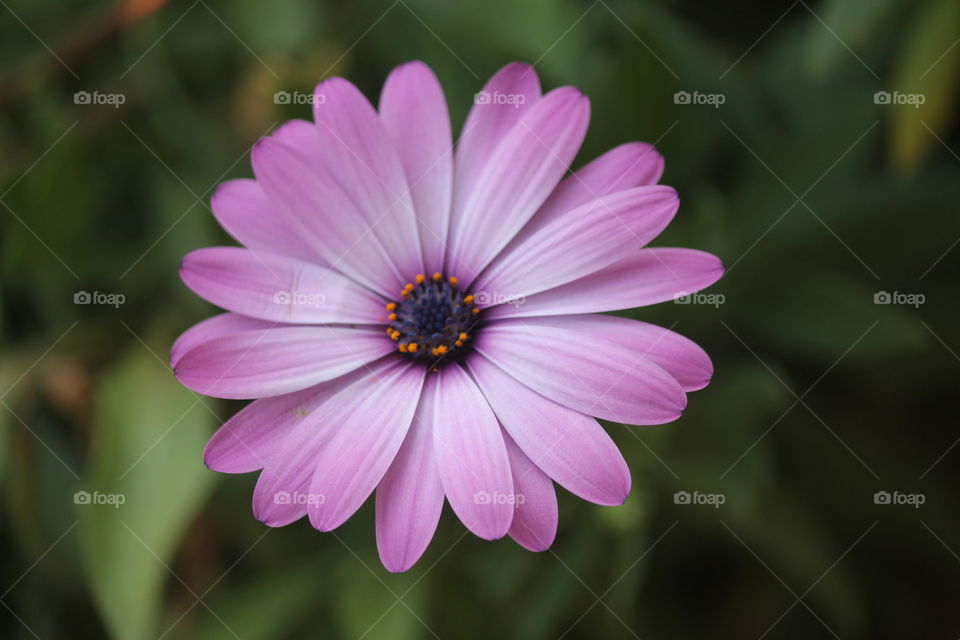 beautiful light pink  flower with an amazing structure.