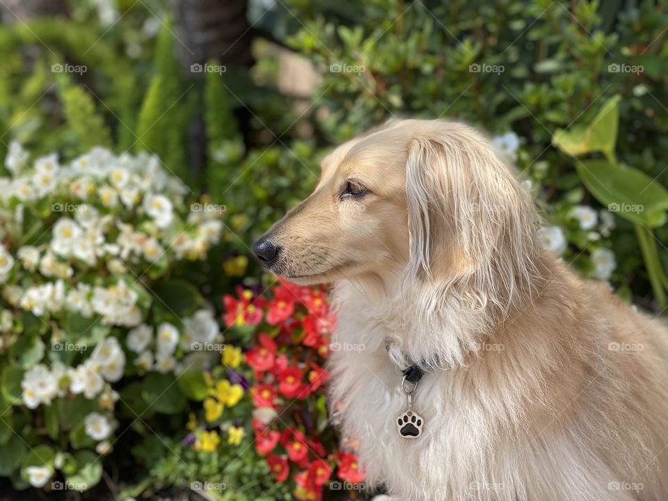 Foap Mission Animals Captured on Camera! Portrait of an Adorable Golden Long Haired Dachshund! 