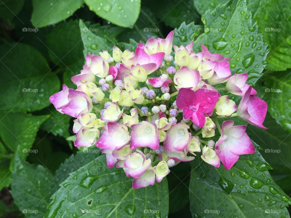 New Blossom Hydrangeas 