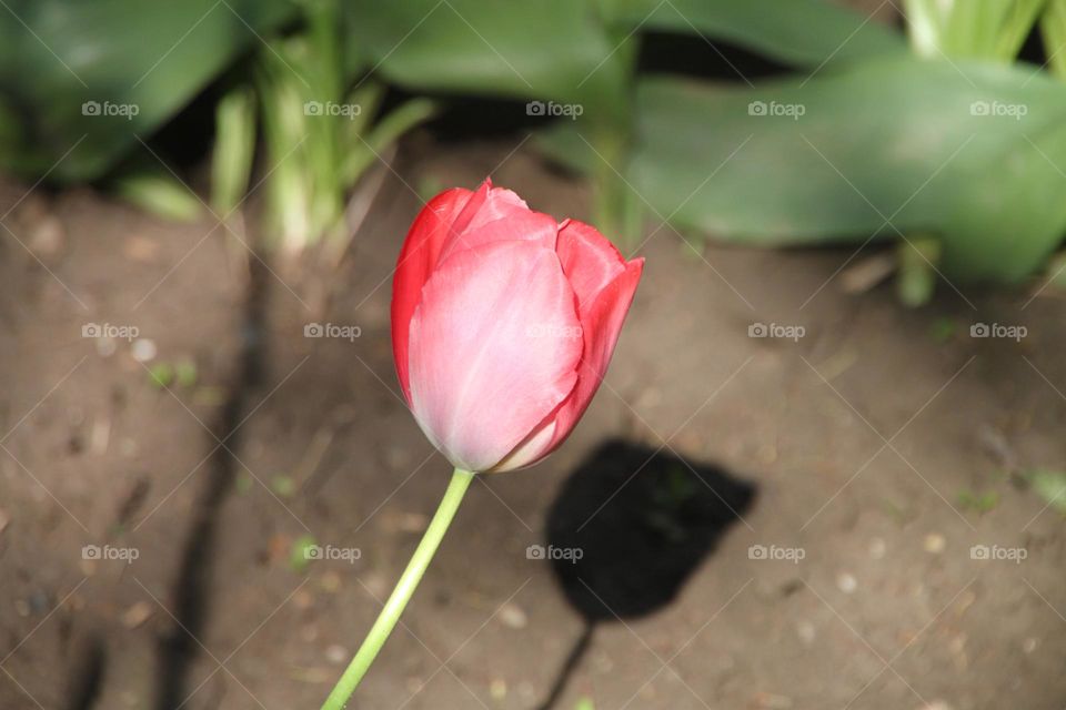 Red tulip's shadow