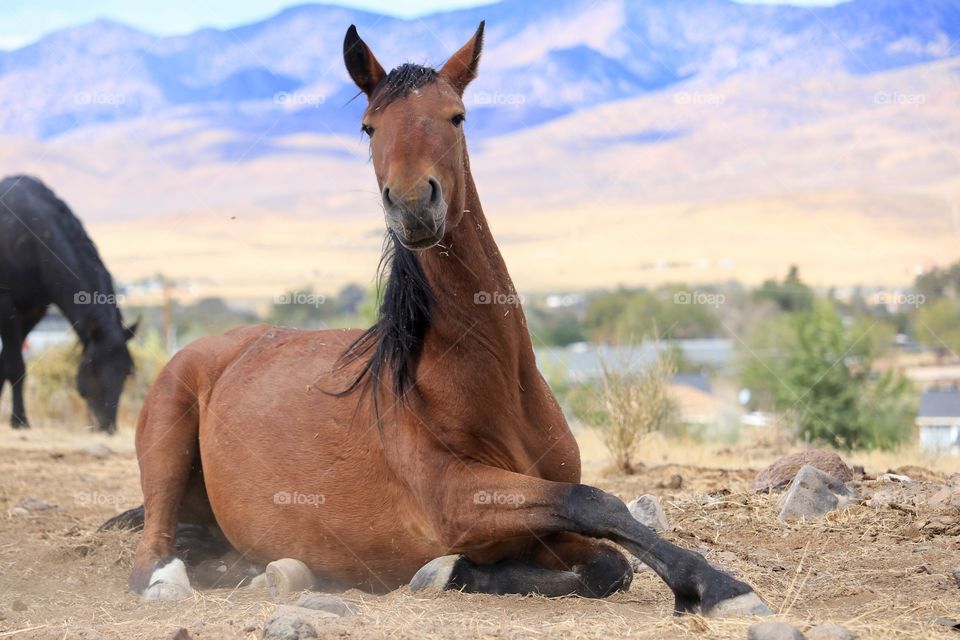 Wild american mustang mare sitting and facing camera with Sierra Nevada mountains in background 