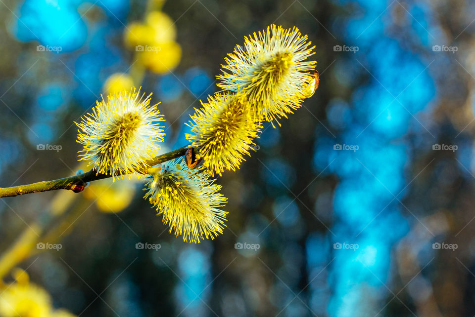 Blossoming buds