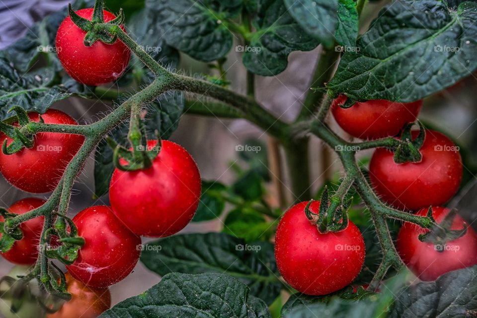 Red tomatoes