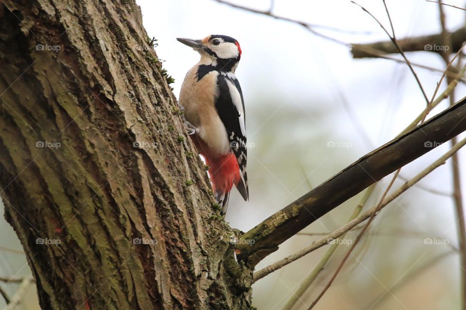 A typical German winter is depicted in this image, with sub-zero temperatures and no snow. The focus is on a woodpecker clinging to a tree. The scene conveys the cold and tranquility of the season.