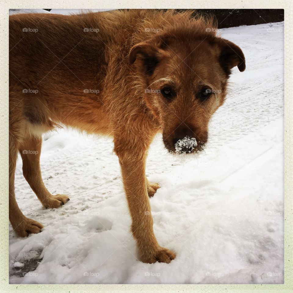 Rescue dog with snow in his nose 