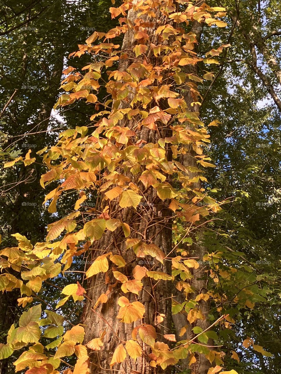 Beautiful bright leaves 