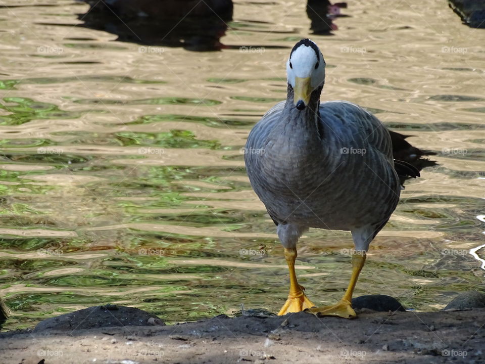 Kurpark in Bad Wildbad