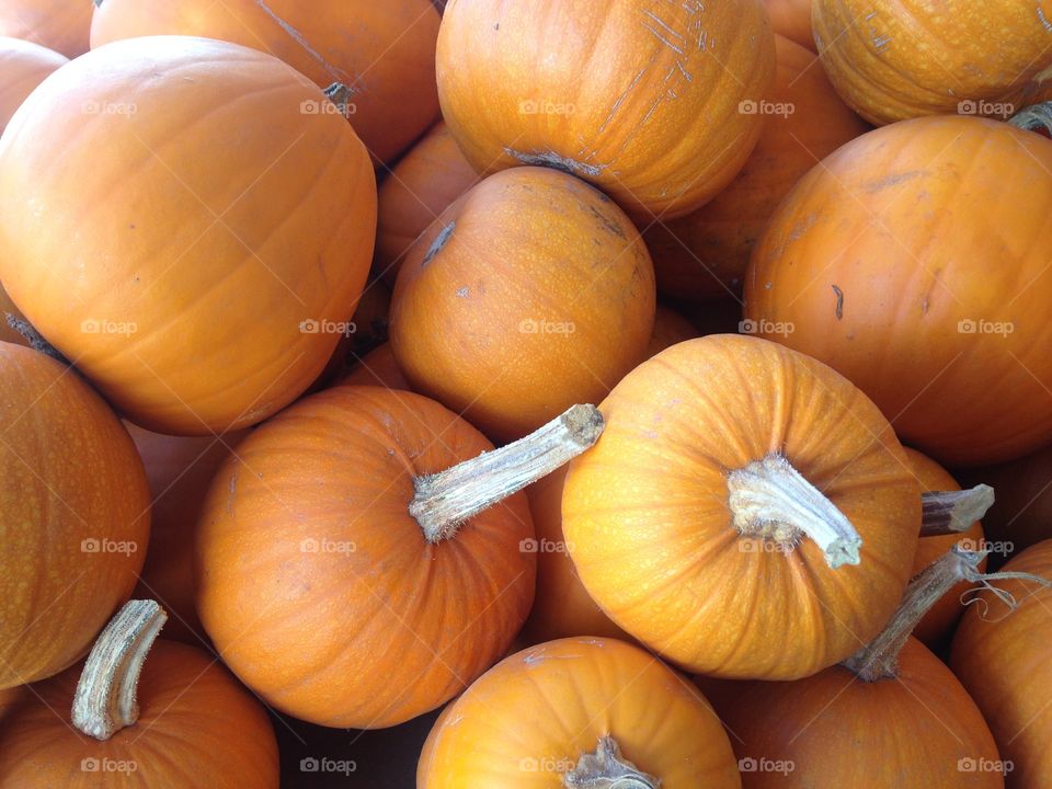 Autumn harvest pumpkins
