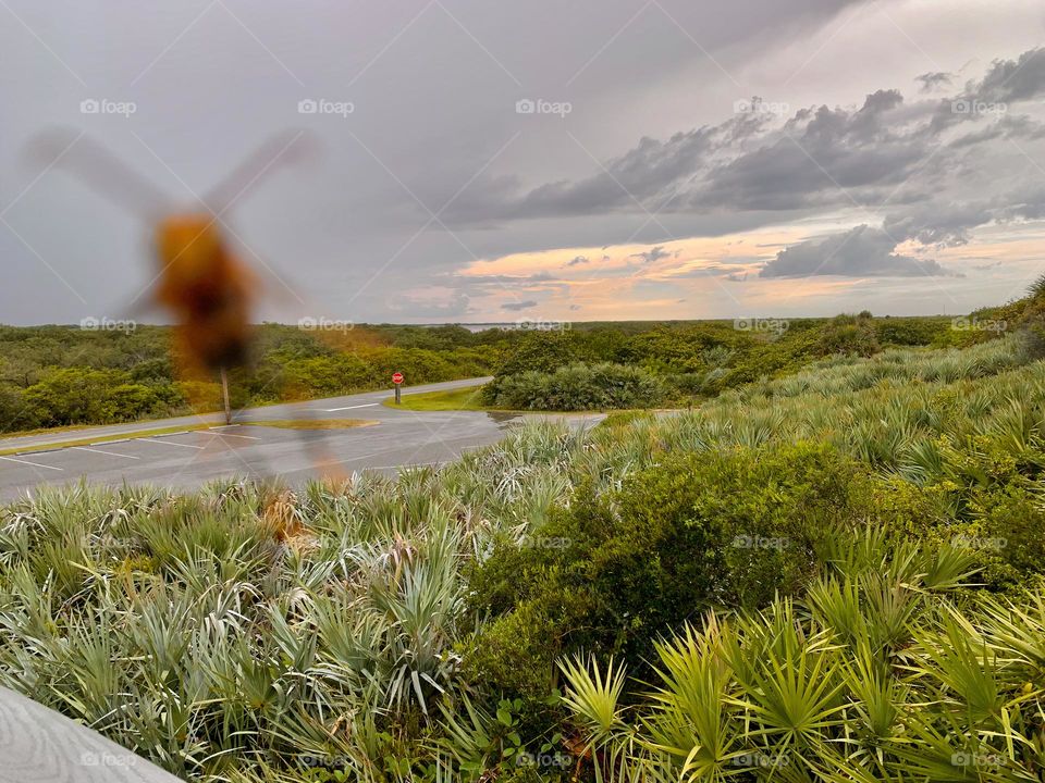 Yellow wasp flying quickly in front of the camera looks like a cartoon when it came fast during the photography being taken in a countryside in Florida by the tropical bushes and hills in the end of the day with the sky covered with clouds at sunset.