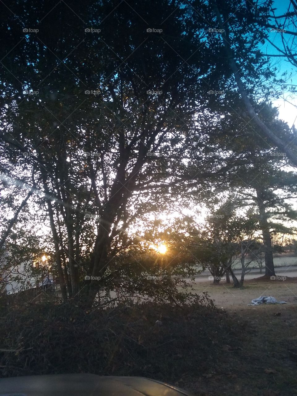 tree in sunrise