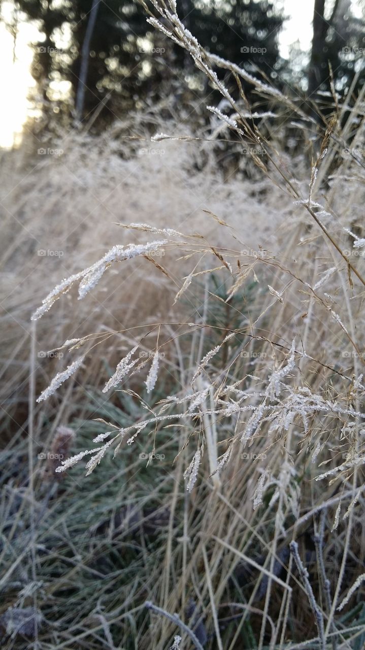 Close-up of a frozen grass
