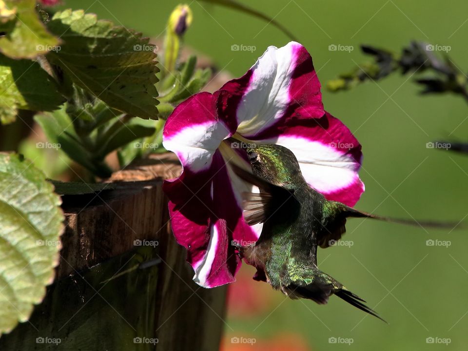 ruby-throated hummingbird