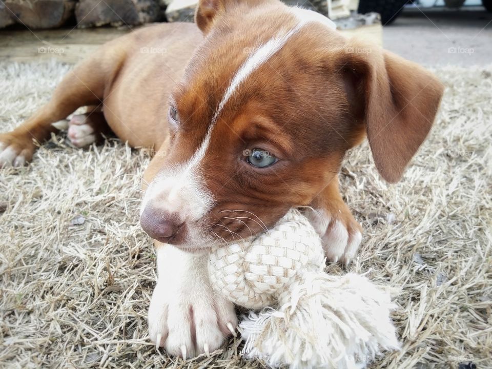 Catahoula pit bull cross with green eyes blaze face and brindle coat red nose chewing on a toy in the winter grass