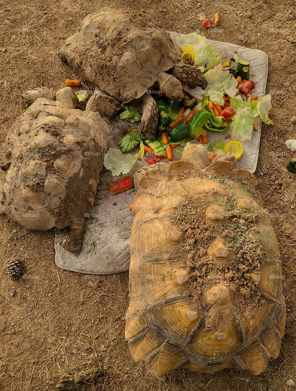 Large 13yo.Sulcata tortoise named Timmy and his two lady friends. having a leisurely lunch.