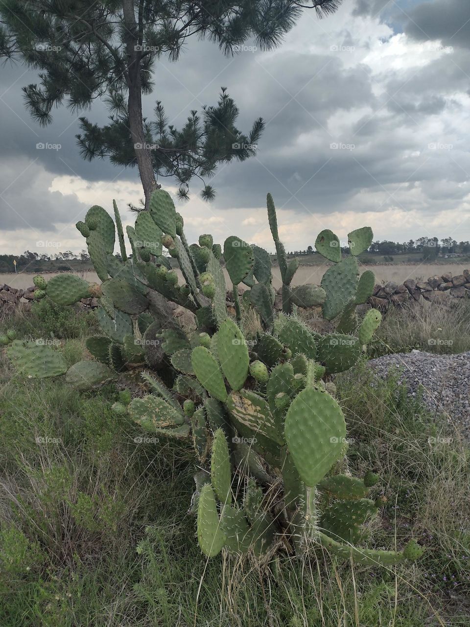 Nopales en el Campo
