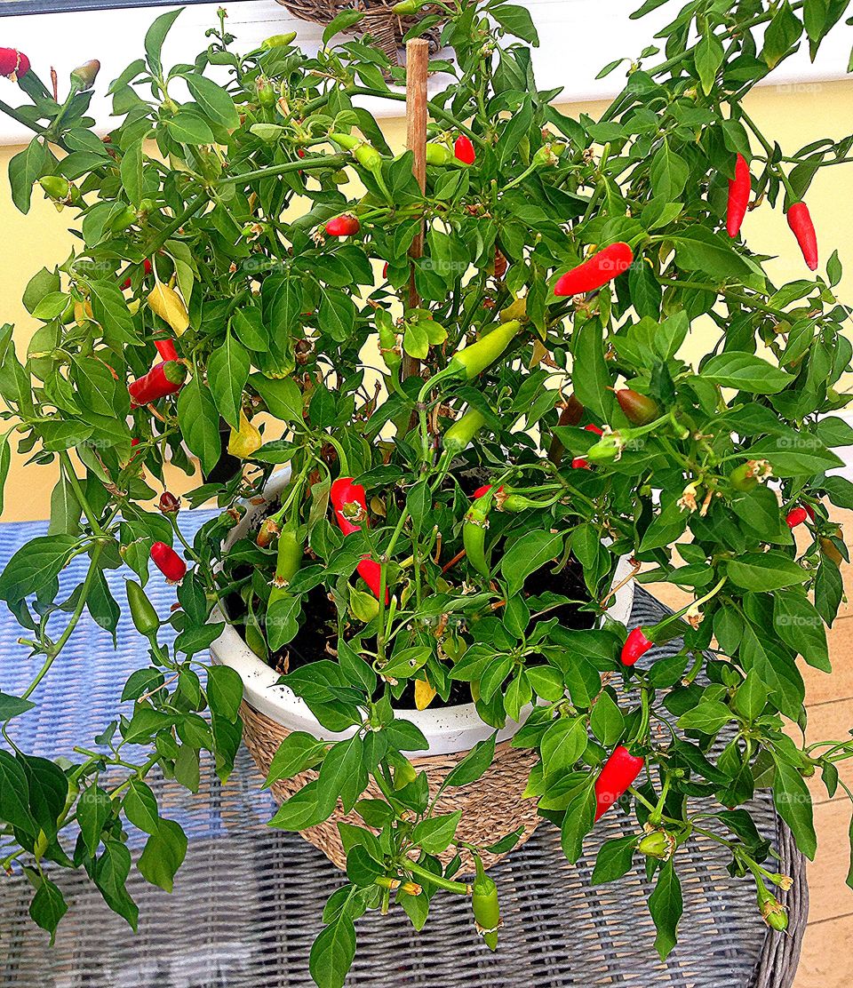 Chillies. Chilli plant