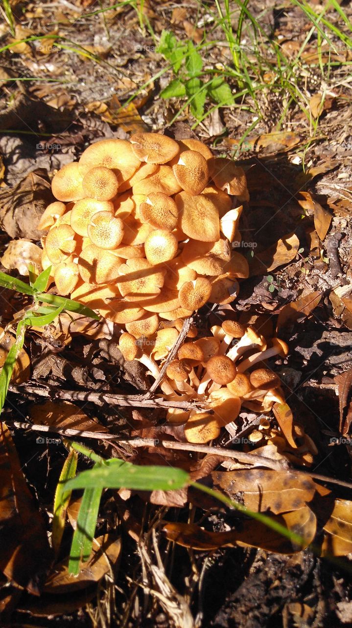 Mushroom Clump