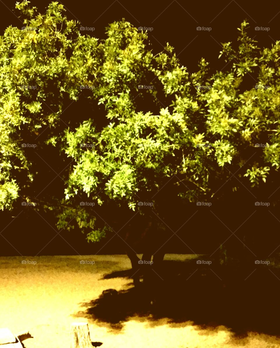 árvore noite. a árvore