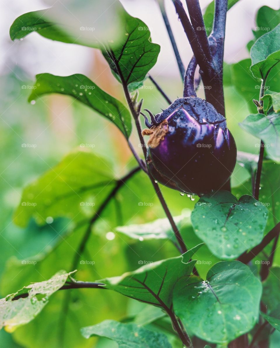 Urban Garden