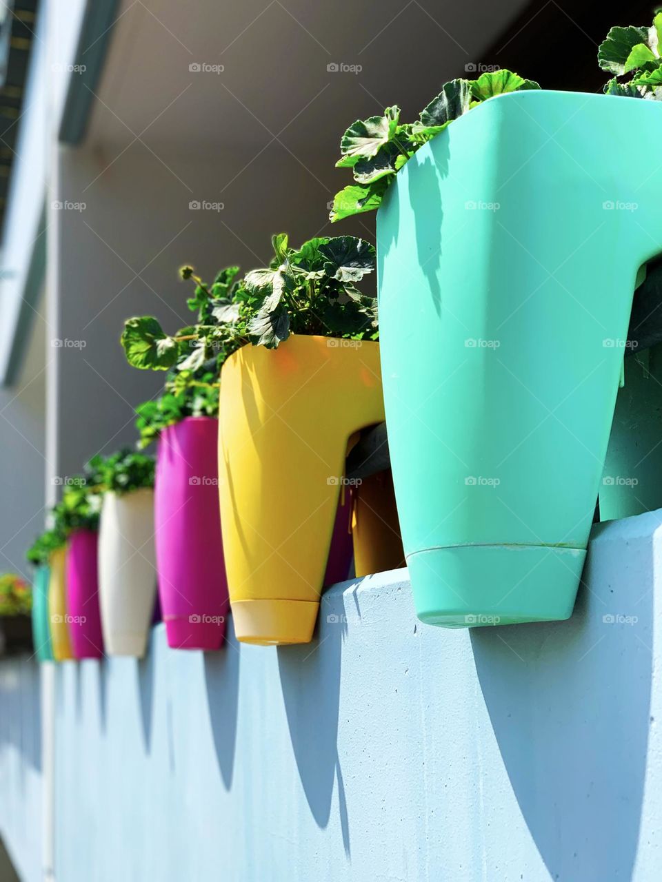 Colorful potted plants 