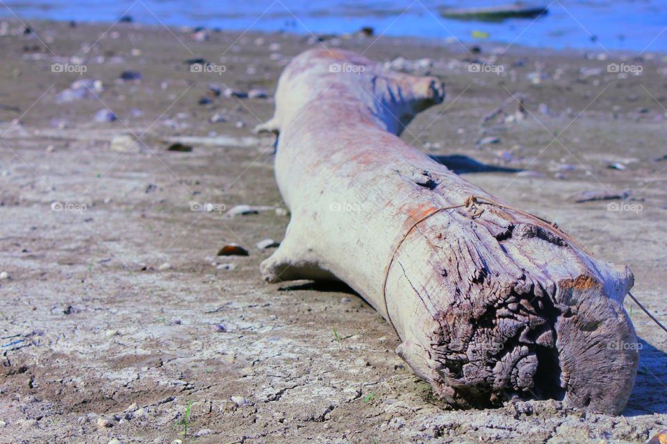 Old wood on the beach