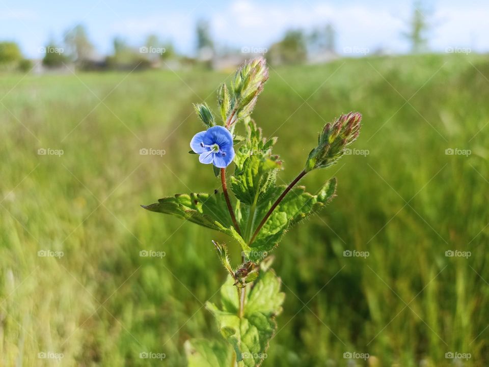Veronica chamaedrys, the germander speedwell, bird's-eye speedwell, or cat's eyes