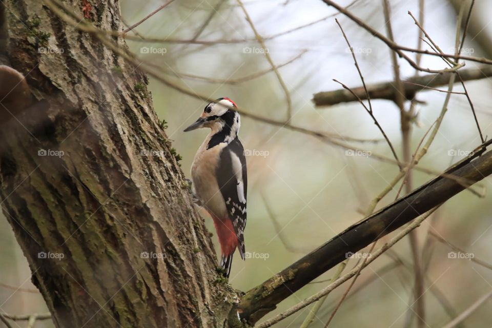 A typical German winter is depicted in this image, with sub-zero temperatures and no snow. The focus is on a woodpecker clinging to a tree. The scene conveys the cold and tranquility of the season.