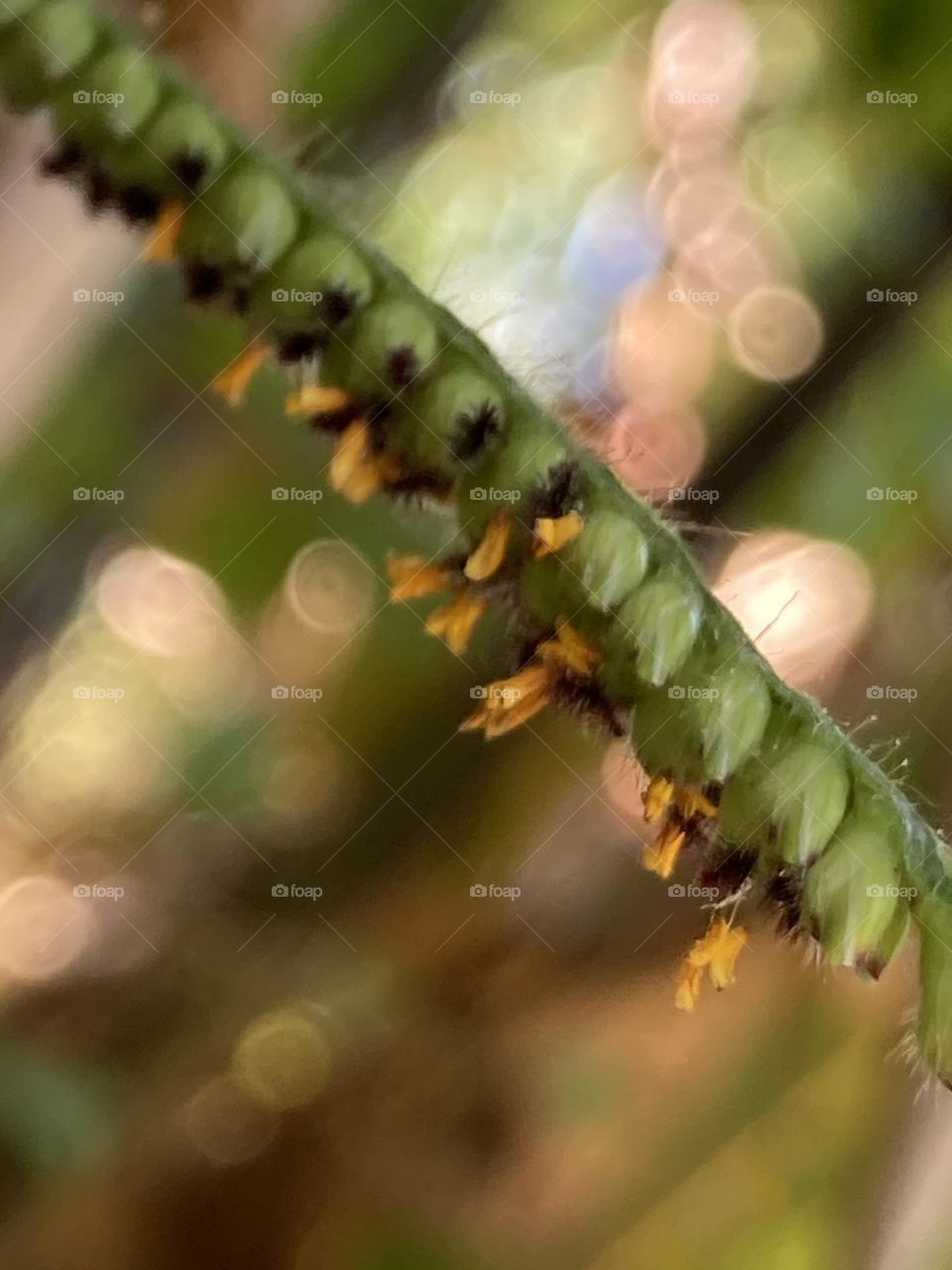 Flor alaranjada e miúda de capim. Flor de uma inflorescência. Fundo em foco suave com pontos de luz.