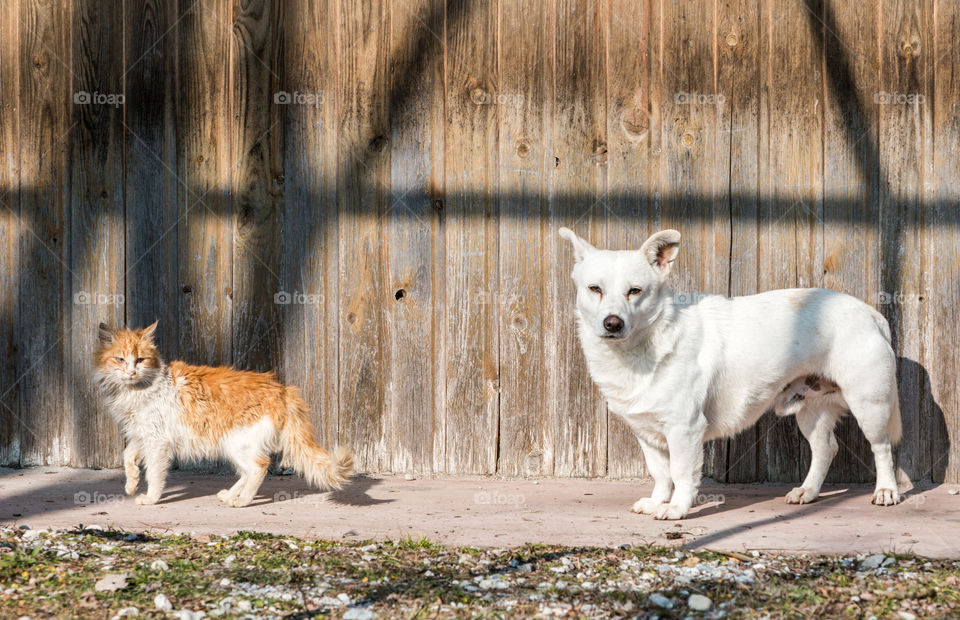 White Small Dog And White Orange Cat In Front Of Wooden Background
