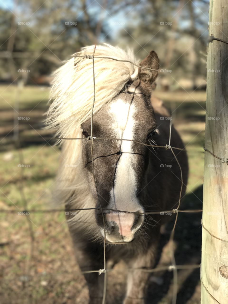 Miniature horse shot in portrait mode 